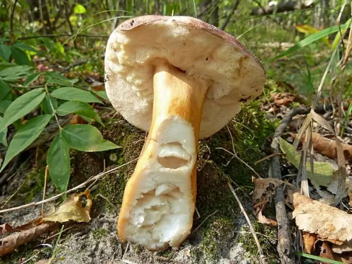 Ножка каштанового гриба фото