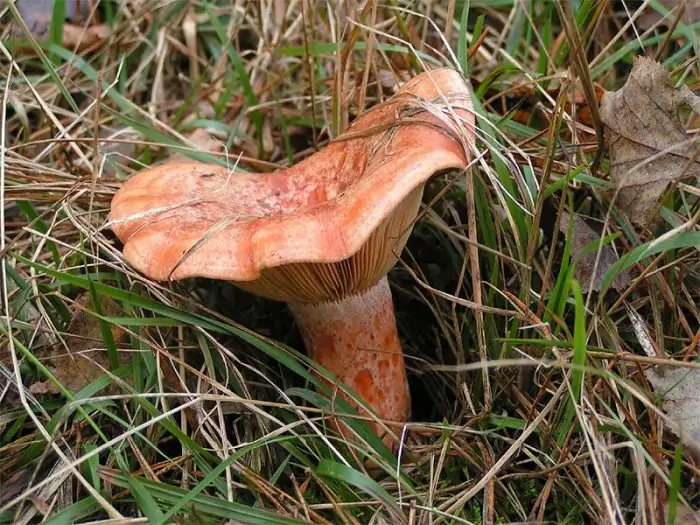 Ножка зимнего гриба фото