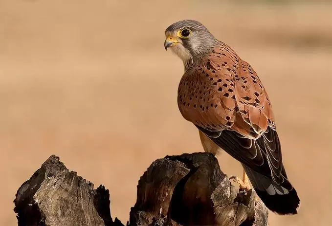 Обыкновенная пустельга (Falco tinnunculus) фото