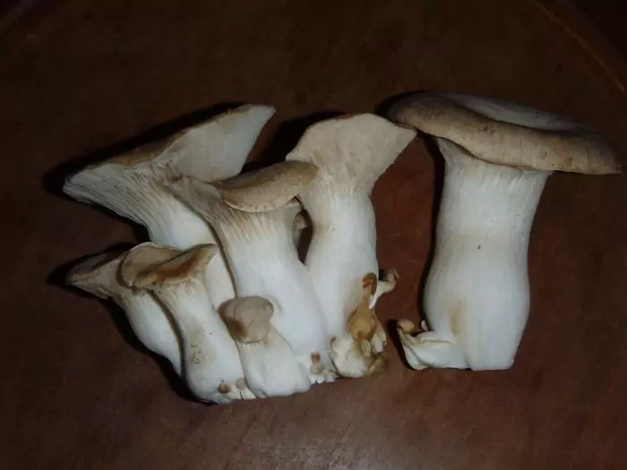 Общая информация о белом степном грибе фото