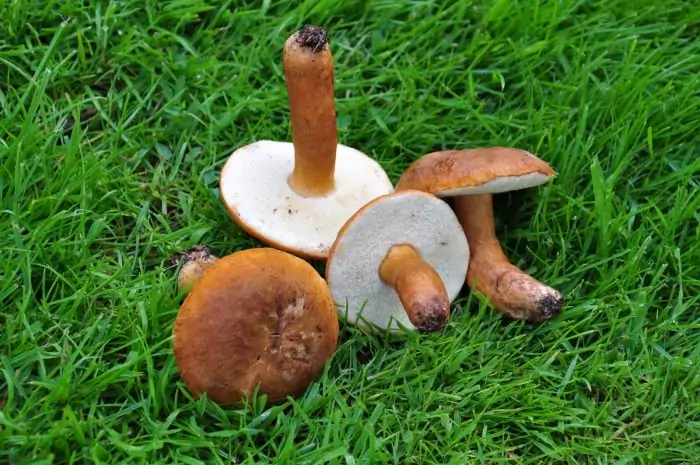 Общая информация о каштановом грибе фото