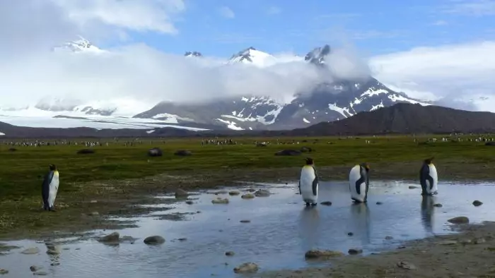 Описание императорских пингвинов фото