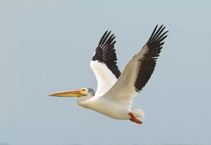 Описание пеликана фото