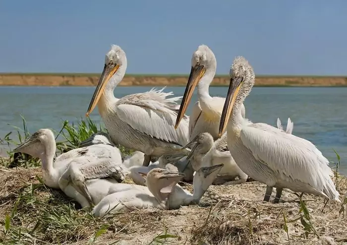 Размножение пеликана фото