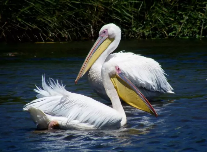 Самец и самка пеликана: основные отличия фото