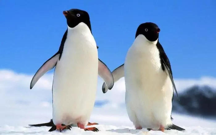 Самец и самка пингвинов: основные отличия фото