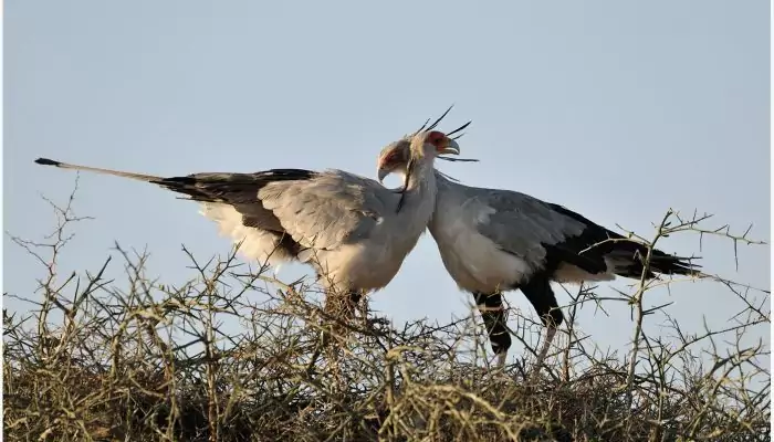 Самец и самка птицы-секретаря: основные отличия фото