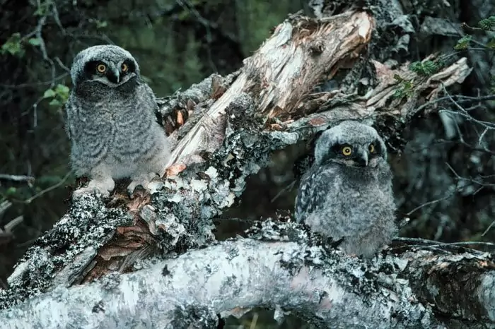 Самец и самка ястребиной совы: основные отличия фото