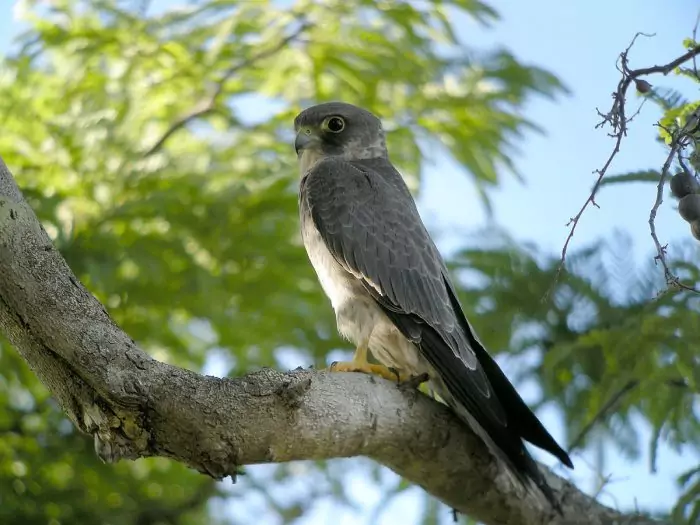Серебристый чеглок (Falco concolor) фото