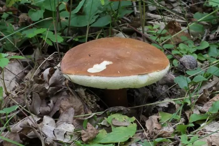Шляпка каштанового гриба фото