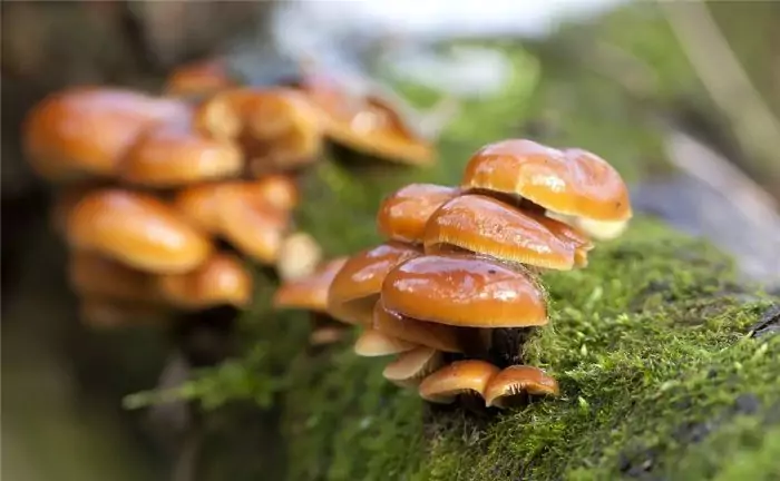 Съедобность зимнего гриба фото