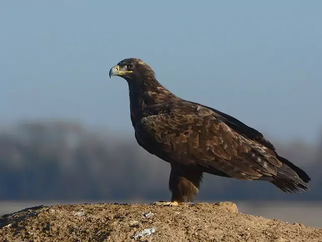 Степной орёл (Aquila nipalensis) фото