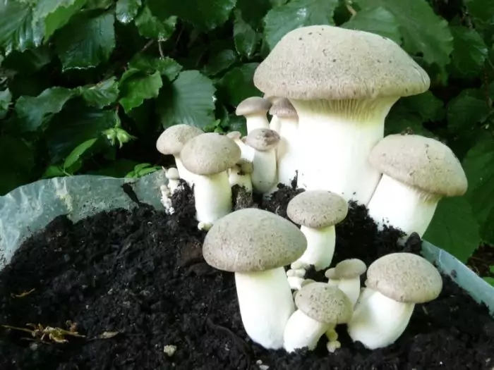Выращивание белого степного гриба в домашних условиях фото