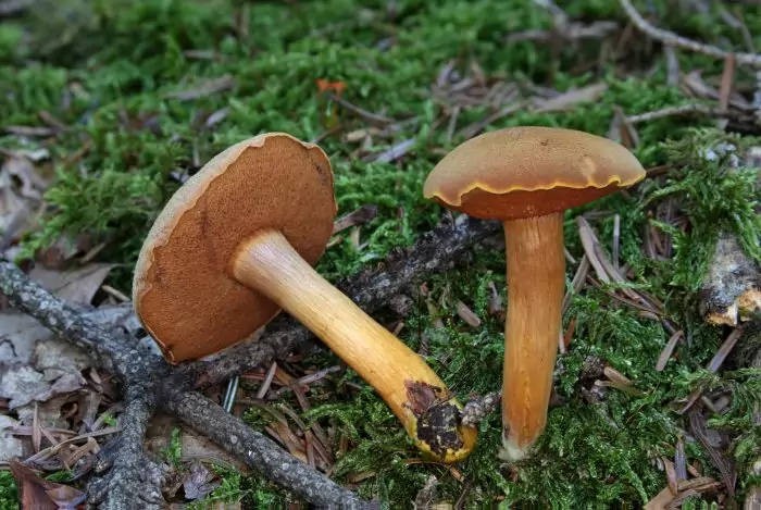 Перечный гриб, или маслёнок перечный (Chalciporus piperatus) фото
