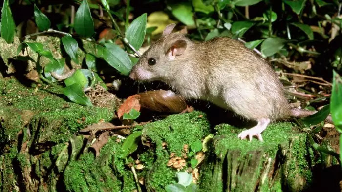 Малая крыса (Rattus exulans) фото