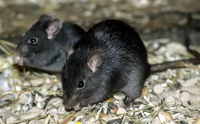 Чёрная крыса (Rattus rattus) фото