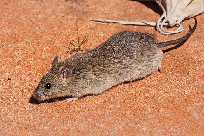 Длинноволосая крыса (Rattus villosissimus) фото