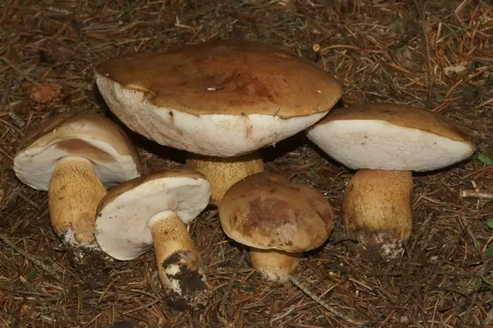 Жёлчный гриб или ложный подберезовик (Tylopilus felleus) фото