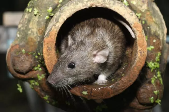 Интересные факты о крысе фото