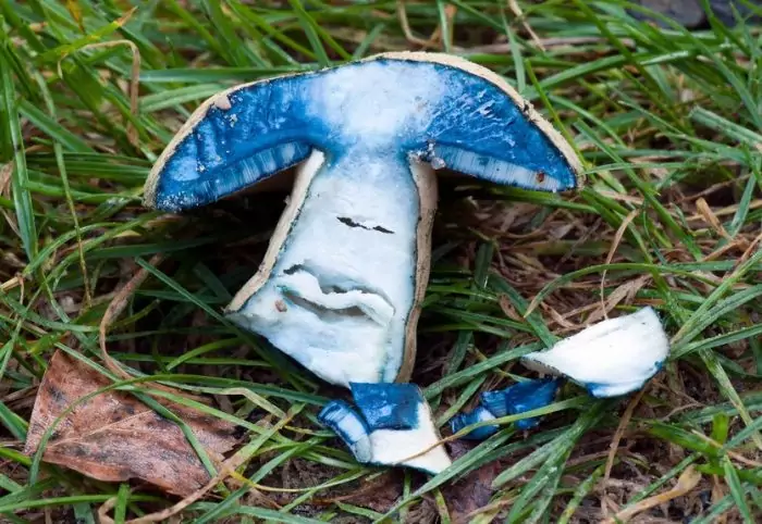 Интересные факты о грибе синяке фото