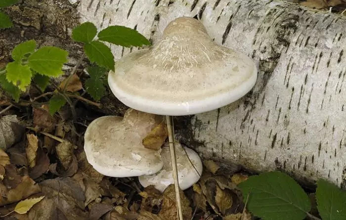 Характеристики гриба трутовик фото