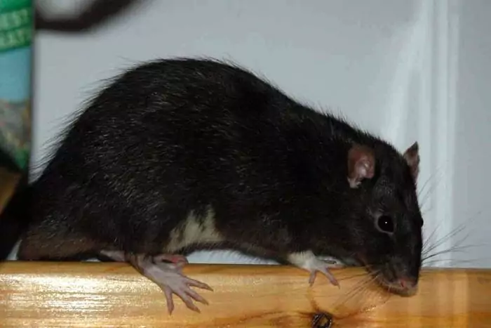 Описание крысы фото