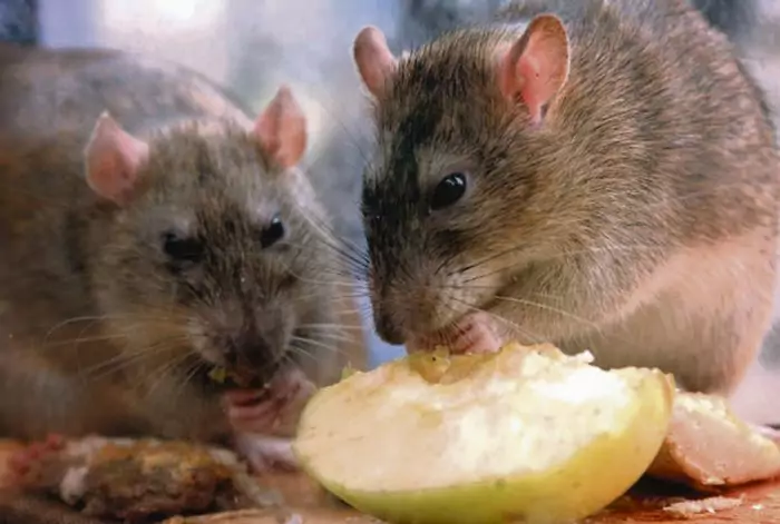 Особенности питания крысы фото