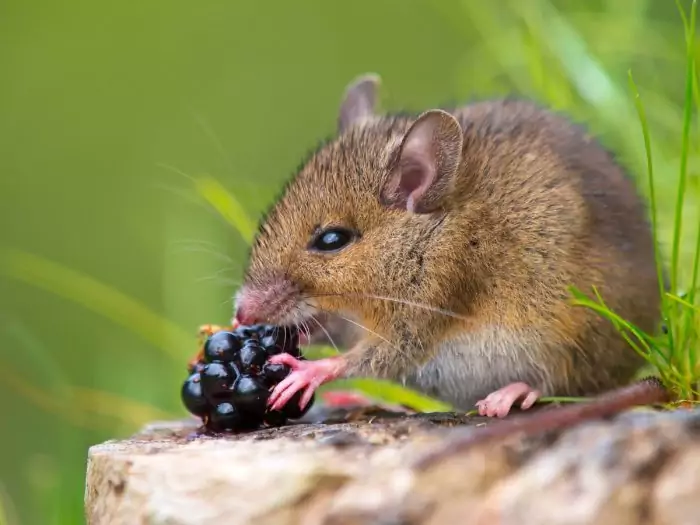 Особенности питания полевой мыши фото