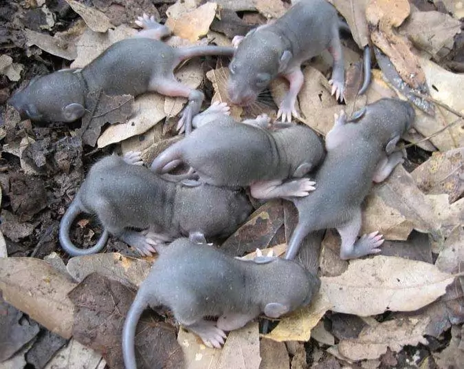 Размножение крысы фото