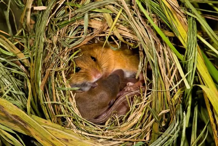 Размножение полевой мыши фото