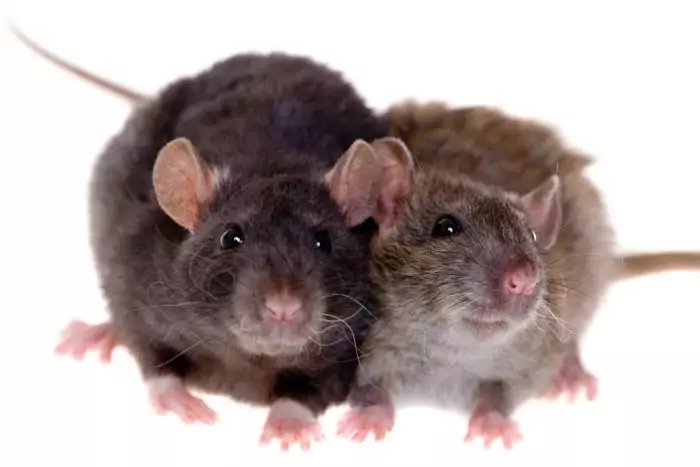 Самец и самка крысы: основные отличия фото