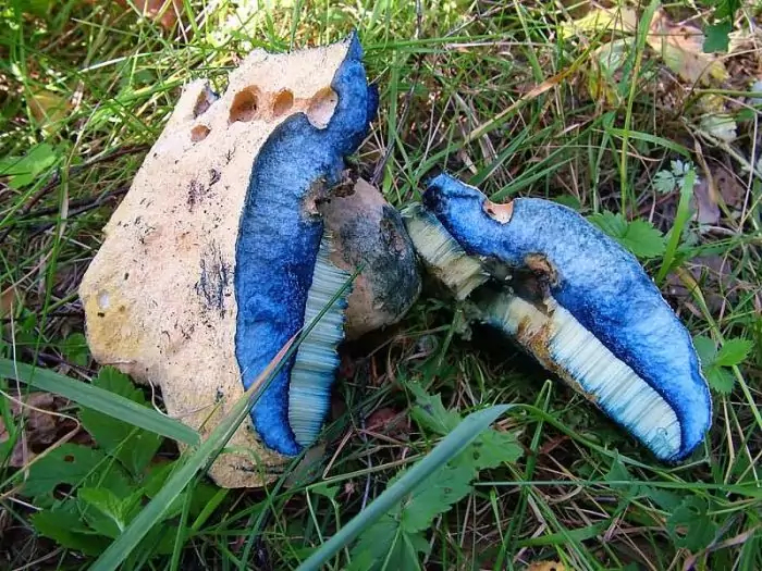 Шляпка гриба синяка фото