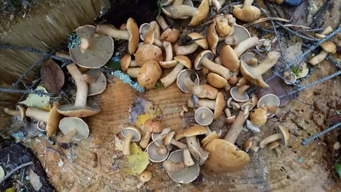 Выращивание гриба козляка в домашних условиях фото