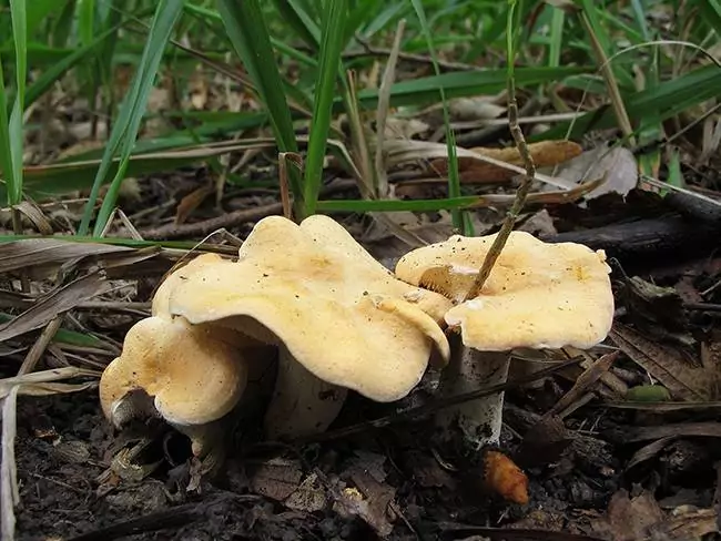 Ядовитые и несъедобные виды гриба лиофиллума ильмового фото