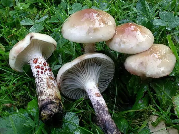 Ядовитые и несъедобные виды гриба мокруха фото