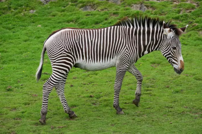 Зебра Греви или пустынная зебра (Equus grevyi) фото