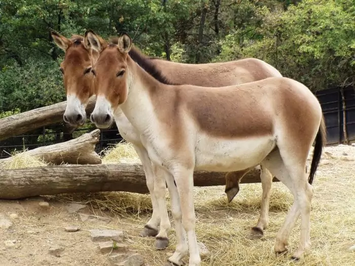 Кианг (Equus kiang) фото