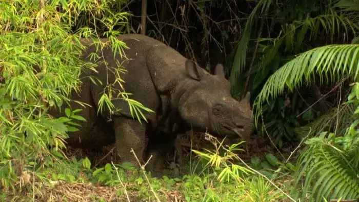 Яванский носорог (Rhinoceros sondaicus) фото