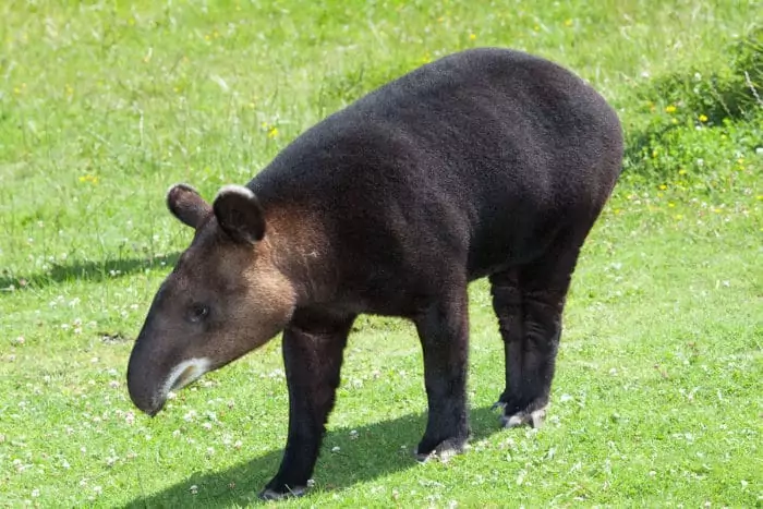 Тапир горный (Tapirus pinchaque): фото, виды, интересные факты