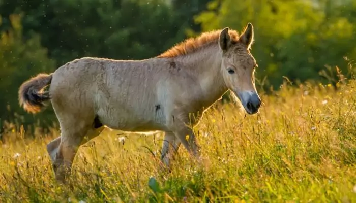Интересные факты о лошади Пржевальского фото