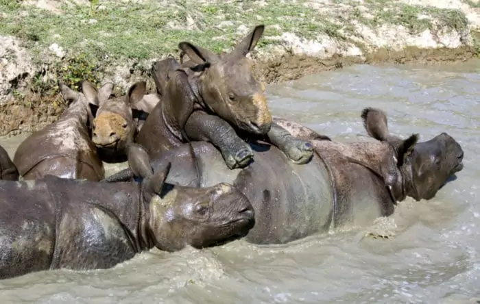 Интересные факты о носороге индийском фото