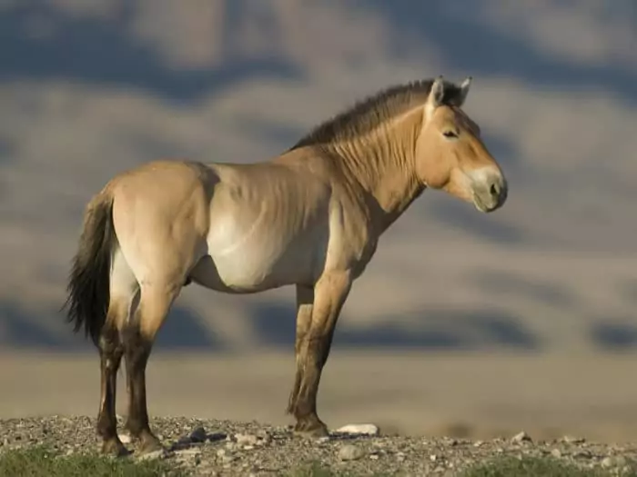 Лошадь Пржевальского фото