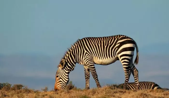 Особенности питания зебры горной фото