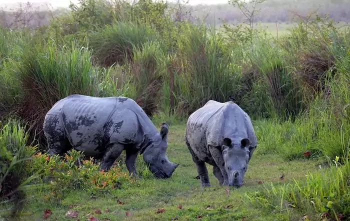 Особенности питания носорога индийского фото