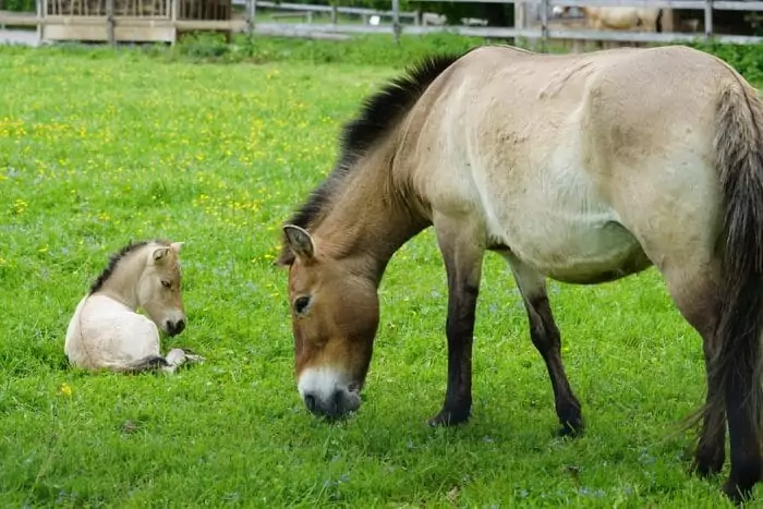 Особенности питания лошади Пржевальского фото