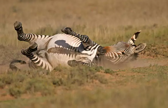 Поведение зебры горной фото
