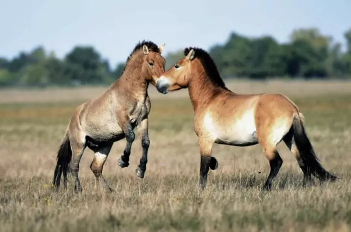 Поведение лошади Пржевальского фото