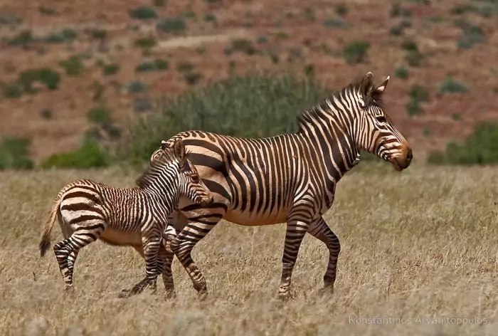 Размножение зебры горной фото