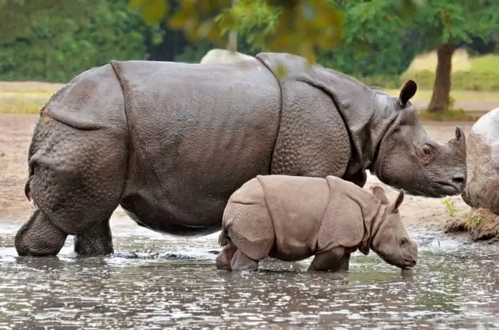 Размножение носорога индийского фото