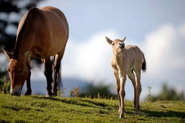 Размножение лошади Пржевальского фото